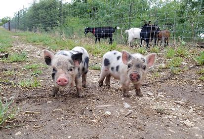Farm animals for sale near me - AnimalsSale found Farm animals for sale in Alabama, USA near you, which meet your criteria Find the farm animals near me Category Pet type Country Zip Code Price 0 1000000 > 5000$ Search closing down farm - mini pigs ...